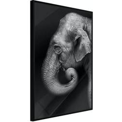 Arkiio Affisch Portrait of Elephant [Poster] 30x45 Poster